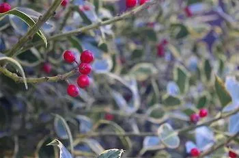 Otel Rock Star Taboadela