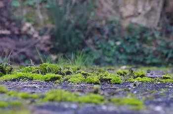 Rock Star * Taboadela